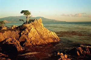 California Landscape Photography Drucke: Lone cypress tree on rocky outcrop at dusk, Carmel, California, United States of America