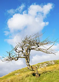 UK Island Landscapes Drucke: A lone tree on the Isle of Lewis, Outer Hebrides, Scotland, United Kingdom, Europe