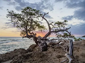 Central America Coastal Views Drucke: Lone Tree by the Jack Sprat Beach at sunset, Treasure Beach, Saint Elizabeth Parish