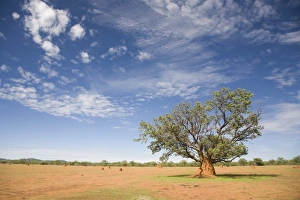 Blue Sky Scenic Views Drucke: Lonely tree surrounded by a termite hill, Namibia, Africa