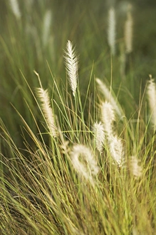 Summer Atmosphere Drucke: Long grass