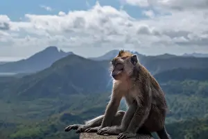 Mauritius Wildlife Drucke: A long-tailed Macaque monkey (macaca fascicularis)