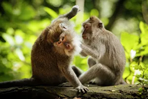 Lange Schwanzmakaken im Monatschutzgebiet von Ubud auf der Insel Bali in Indonesien Südostasien