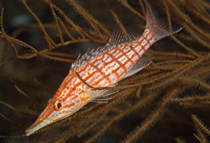 Longnose Hawkfish Drucke: Longnose hawkfish (Oxycirrhites typus)