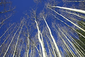 United States Scenic Landscapes Drucke: Looking up at bare aspen trunks