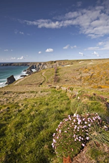 Drucke von Betrachtend die Steggen von Bedruthan am nordlichen Küstenabschnitt Cornwalls in der englischen Grafschaft Cornwall im Vereinigten Königreich Europa Bilder Datiert 2012 April: Betrachtet man nach unten zu den Bedruthan-Stufen am nordlichen Küstenabschnitt von Kornwall in der englischen