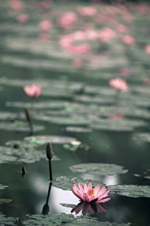 Drucke von Lotosblume aus Luang Prabang in Lao Lesotho Asien Südostasien und Südasien Verwandte Bilder Drucke: Lotosblume