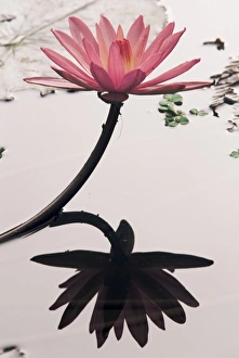 Lotosblume