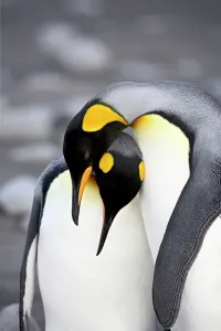 Königspinguin (Aptenodytes patagonicus) Paarverhalten vor der Fortpflanzung