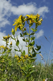 Perforate St Johns Wort Drucke: Low angle view of Perforate (Common) St
