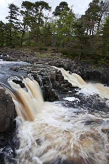 English Countryside Images Drucke: Low Force Waterfall in Upper Teesdale, County Durham, England, United Kingdom, Europe