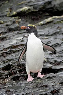 Verwandte Bilder Drucke: Kartoffelpinguin (Eudyptes chrysolophus), Königshafen, Südgeorgien, Polare Regionen