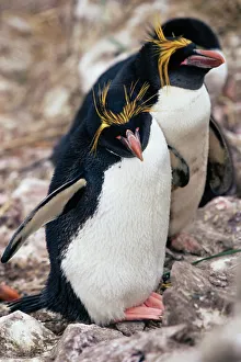 Falklandinseln Drucke: Kartoffelpinguine (Eudyptes chrysolophus), Ost-Falklands, Falkland-Inseln