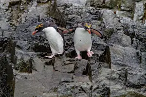 Drucke von Makaronipinguine interagieren in einer Brutkolonie im Hercules Bay, Südgeorgien während der Brutzeit Südgeorgien Und Südliche Sandwichinseln Drucke: Makaronipinguine interagieren in einer Brutkolonie im Hercules-Bay