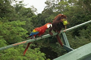 Brazil Travel Photography Drucke: Macaw and monkey compete for fruit, Amazon area, Brazil, South America