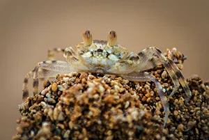 Ein Makro-Nahebild eines kleinen Strandkrabben in Hawaii, Vereinigten Staaten von Amerika, Pazifik
