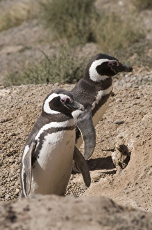 Valdés Peninsula Wildlife Drucke: Magellanic penguins, Punta Cantor, Valdes Peninsula, Patagonia, Argentina, South America