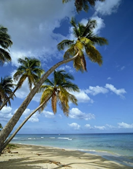 African Coastal Scenes Drucke: Mahe, Seychelles