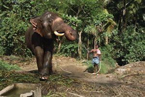 Asian Elephant Conservation Drucke: A mahoot with a single elephant