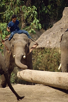 Southeast Asia Wildlife Tourism Drucke: Mahout and working elephant