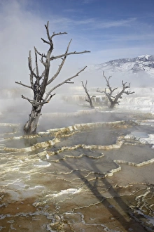 Yellowstone National Park Winter Drucke: Main Terrace Hot Spring in winter, Yellowstone National Park, UNESCO World Heritage Site