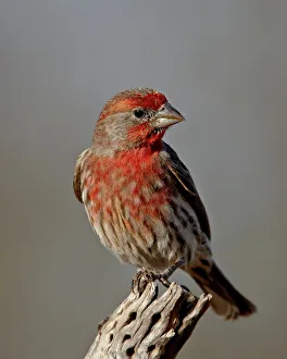 Vereinigte Staaten Von Amerika Drucke: Männlicher Hausfink (Carpodacus mexicanus) im Teich am Hause in Amado bei Arizona im Vereinigten Königreich der USA