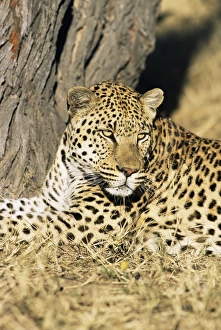 Drucke von Männlicher Leopard Panthera pardus im Gefangenschaftsgehalt Namibia Afrika Namibia Drucke: Männlicher Leopard