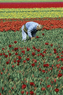 Tulip Fields Holland Drucke: Man working in tulip fields