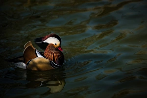 Horizontal Bird Images Drucke: The mandarin duck (Aix galericulata), United Kingdom, Europe