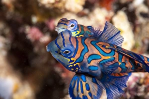 Indonesian Travel Destinations Drucke: Mandarinfish (Synchiropus splendidus) mating, Sulawesi, Indonesia, Southeast Asia, Asia
