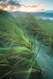 Marram Grass Photography Drucke: Marram grass blows in the wind, Harlech, Gwynedd, Wales, United Kingdom, Europe