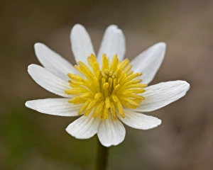 Botany Photography Drucke: Marsh Marigold (Elk