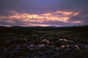 Sunset In Norway Drucke: Marsh at sunset