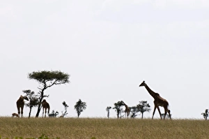 Giraffa Camelopardalis Images Drucke: Masai graffe (Giraffa camelopardalis)