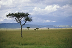Masai Mara Safari Drucke: Masai Mara