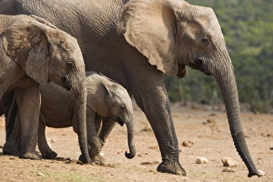 Eastern Cape National Park Drucke: Maternal group of elephants