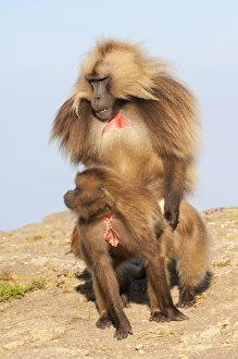 Kopulation von Geladen Babakängen (Theropithecus gelada), Naturpark der Simiensberge, Region Amhara in Nordethiopiens Afrika