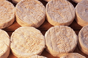 Camembert Cheese Drucke: Maturing Camembert cheese, Normandy, France, Europe