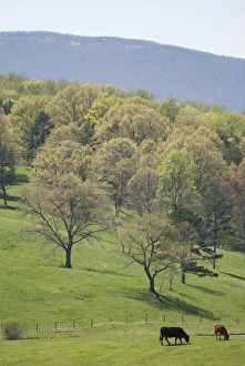 Virginia Travel Photography Drucke: mcs0144