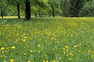 Wildflower Fields In Europe Drucke: Meadow in spring time