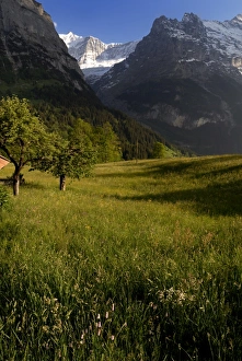 Grindelwald Valley View Drucke: Meadows and mountains