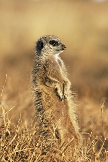 Suricata Suricatta Images Drucke: Meerkat (suricate)