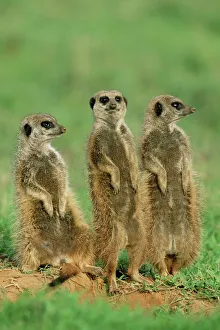 Bilder vom 9. August 2008: Zwei Meerkatze (Surikatzen)