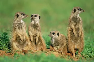 Bilder vom 9. August 2008: Vier Meerkatze (Surikatzen)