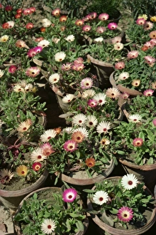 High Angle View Of Flowers Drucke: Mesembryanthemums in pots