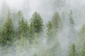 British Columbia Nature Scene Drucke: Mist covered pine trees in Great Bear Rainforest, British Columbia, Canada, North America