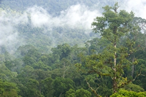 Borneo Rainforest Drucke: Mist rises from primary rainforest at dawn