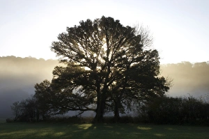 United Kingdom Nature Photography Drucke: Misty trees, Exe Valley, Devon, England, United Kingdom, Europe