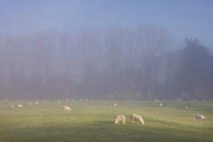 United Kingdom Rural Scenery Drucke: Misty trees, and sheep, Exe Valley, Devon, England, United Kingdom, Europe