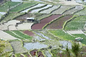 Asian Agricultural Practices Drucke: Mixed paddy fields growing vegetables under the highly efficient Jhum system of slash
